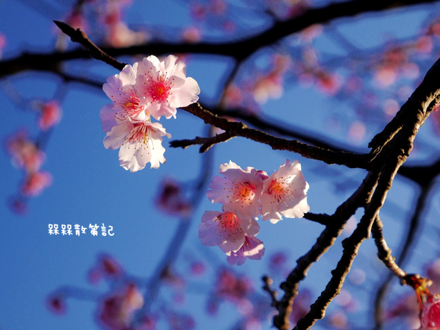 陽明山平菁街42巷賞寒櫻