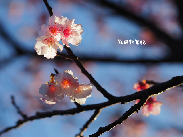 陽明山平菁街42巷賞寒櫻