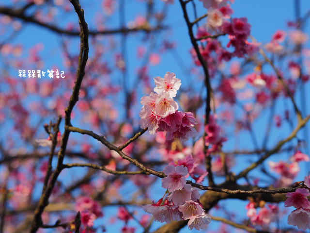 陽明山平菁街42巷賞寒櫻