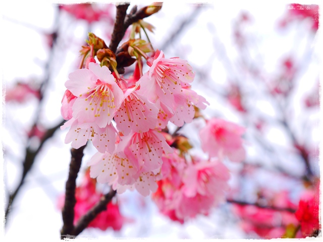 陽明山平菁街42巷