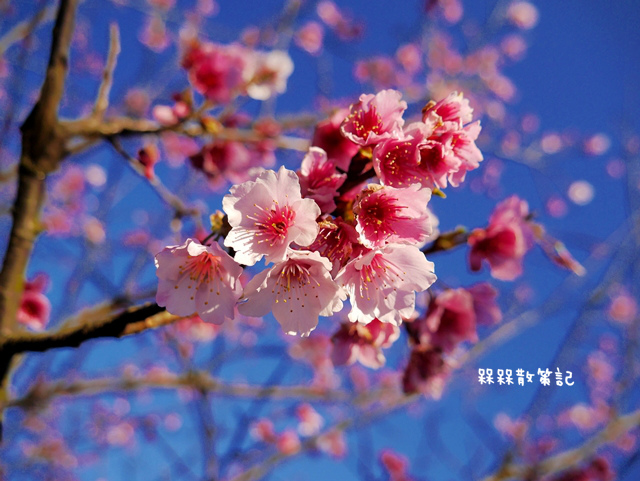 陽明山平菁街42巷賞寒櫻