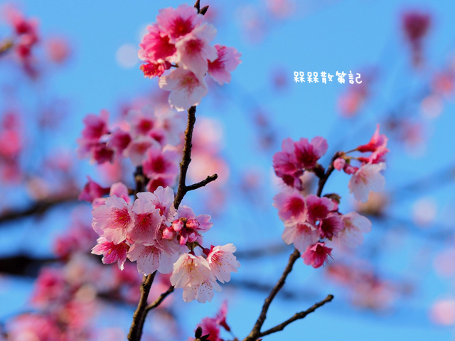 陽明山平菁街42巷賞寒櫻