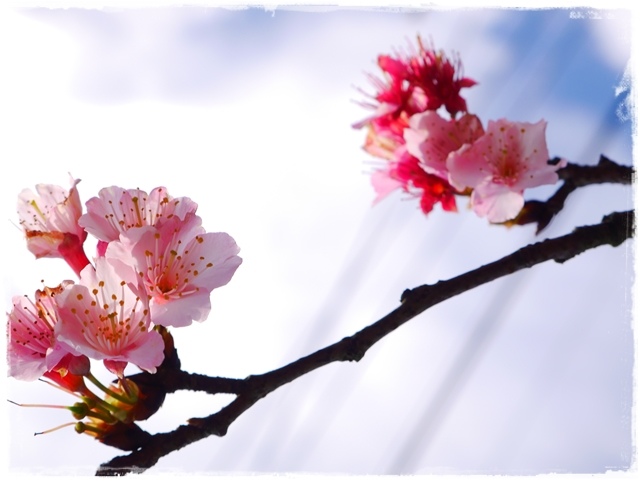 陽明山平菁街42巷