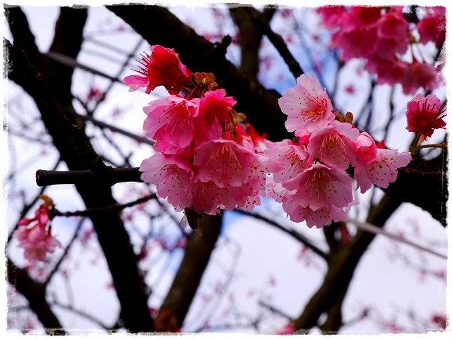 陽明山平菁街42巷