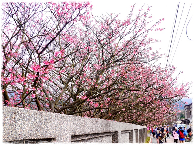 陽明山平菁街42巷