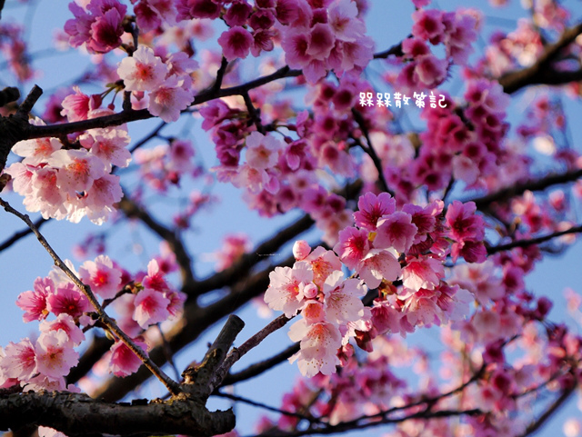 陽明山平菁街42巷賞寒櫻