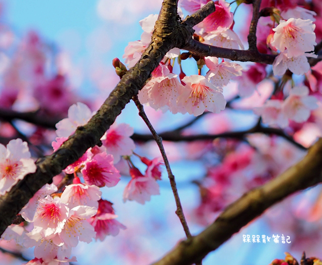 陽明山平菁街42巷賞寒櫻