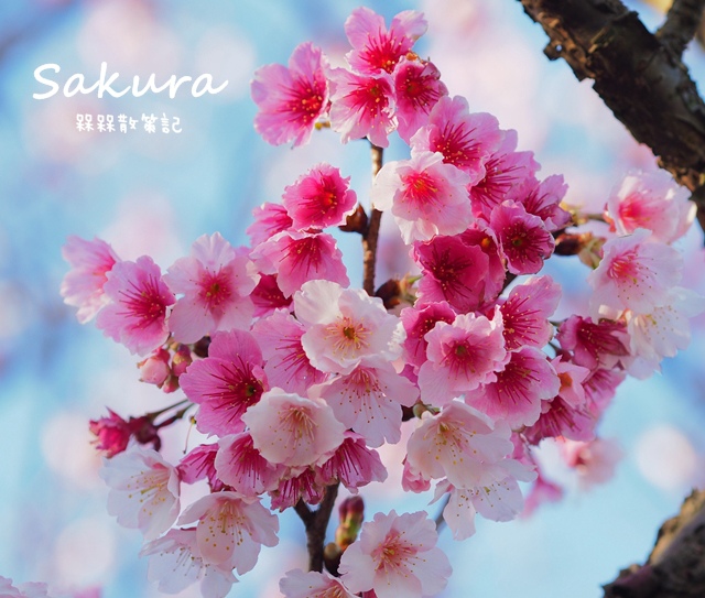 陽明山平菁街42巷賞櫻