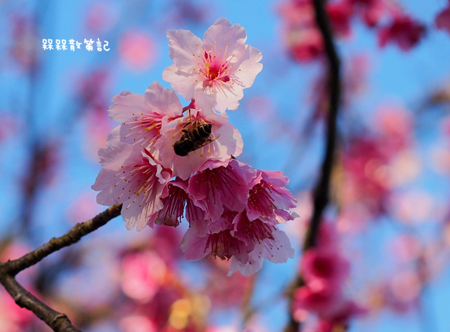 陽明山平菁街42巷賞寒櫻
