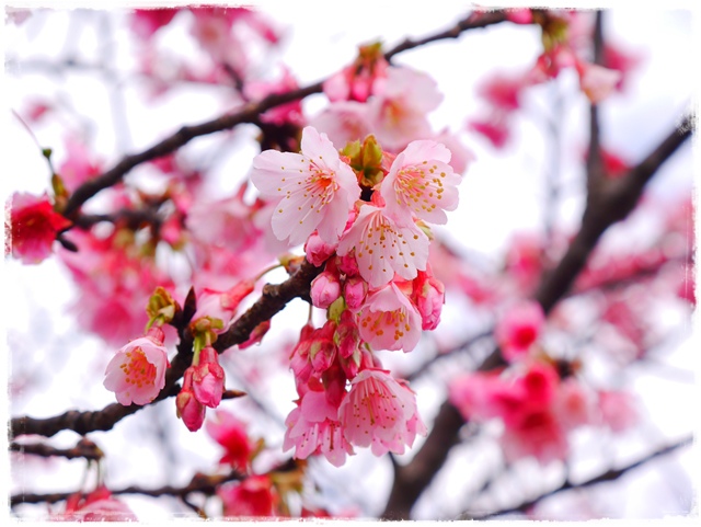 陽明山平菁街42巷