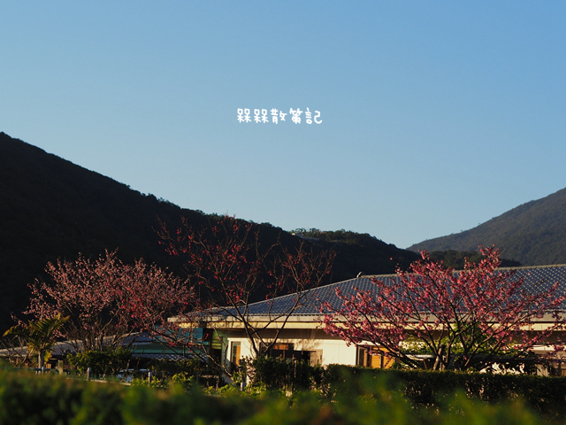 陽明山平菁街42巷賞寒櫻