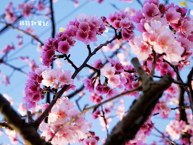 陽明山平菁街42巷賞寒櫻