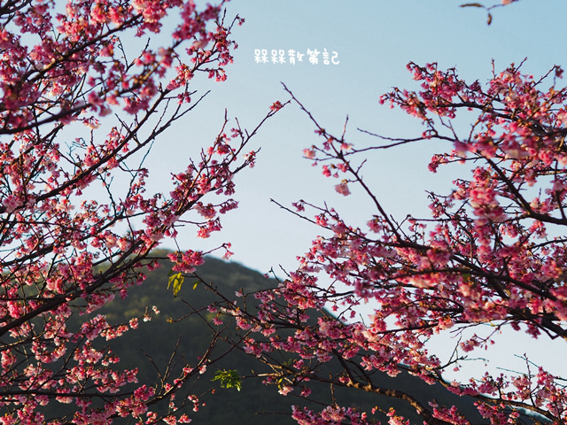 陽明山平菁街42巷賞寒櫻