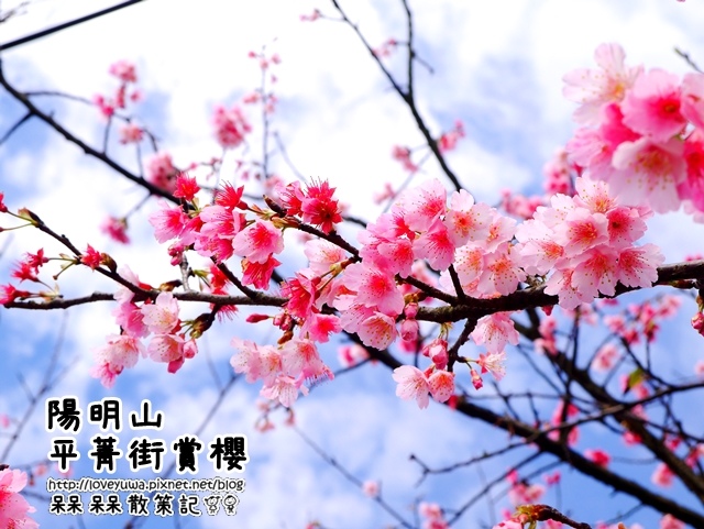 陽明山平菁街42巷