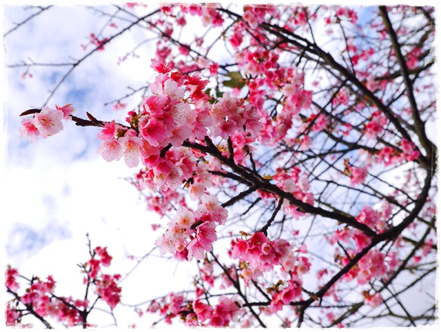 陽明山平菁街42巷