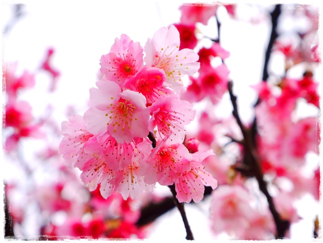 陽明山平菁街42巷