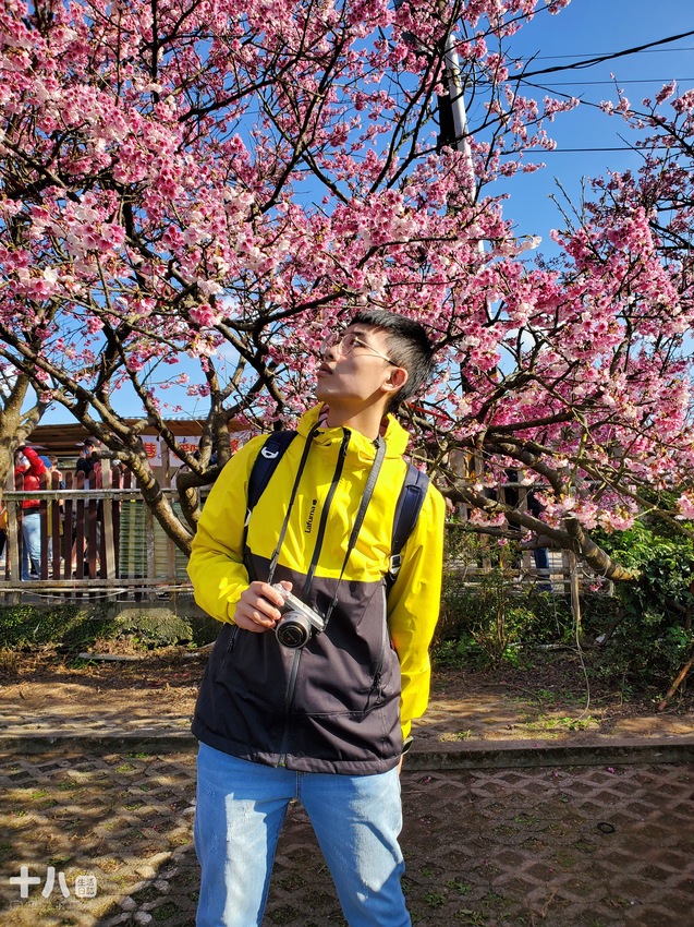 【台北旅遊】陽明山 平菁街42巷 ｜台北情人節一日行程、讓粉色櫻花盛開你們的愛情、同場加映台北最美夜景！