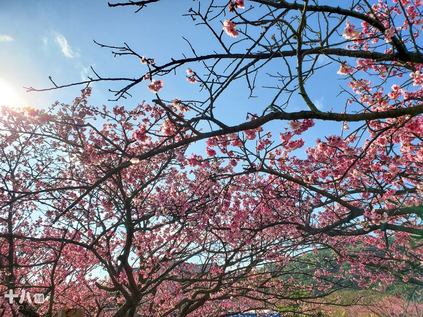 【台北旅遊】陽明山 平菁街42巷 ｜台北情人節一日行程、讓粉色櫻花盛開你們的愛情、同場加映台北最美夜景！