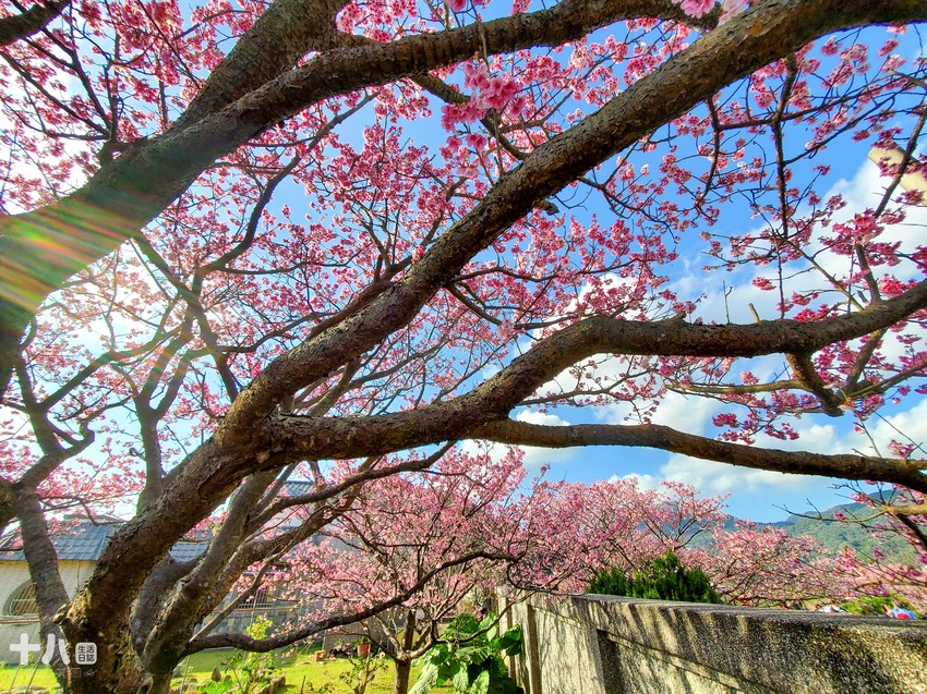 【台北旅遊】陽明山 平菁街42巷 ｜台北情人節一日行程、讓粉色櫻花盛開你們的愛情、同場加映台北最美夜景！