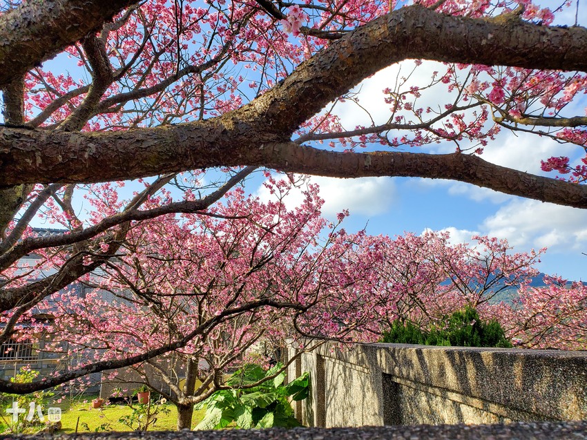 【台北旅遊】陽明山 平菁街42巷 ｜台北情人節一日行程、讓粉色櫻花盛開你們的愛情、同場加映台北最美夜景！