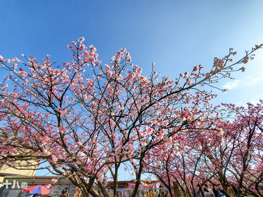 【台北旅遊】陽明山 平菁街42巷 ｜台北情人節一日行程、讓粉色櫻花盛開你們的愛情、同場加映台北最美夜景！