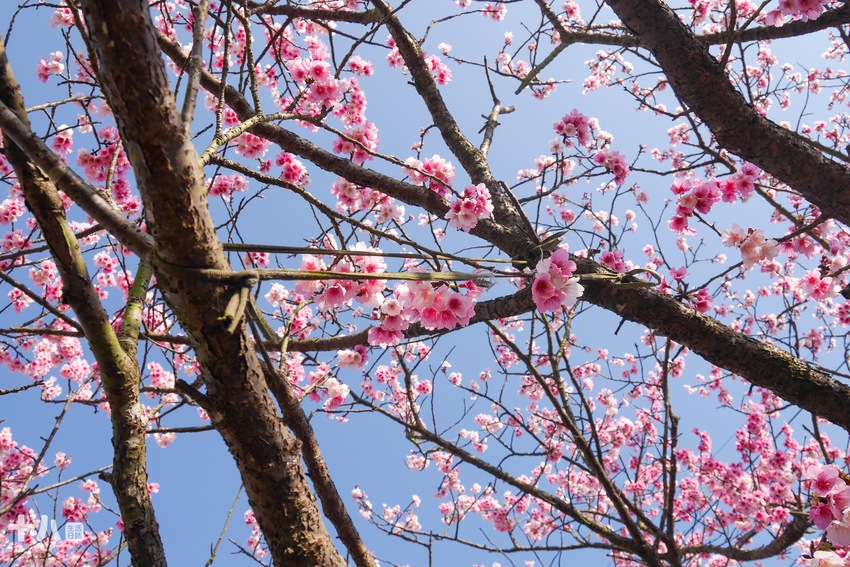 【台北旅遊】陽明山 平菁街42巷 ｜台北情人節一日行程、讓粉色櫻花盛開你們的愛情、同場加映台北最美夜景！