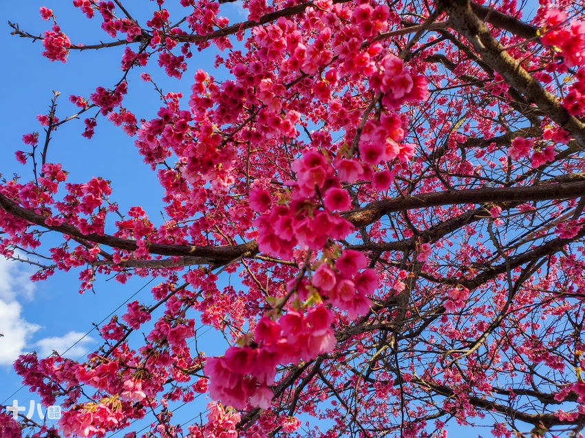 【台北旅遊】陽明山 平菁街42巷 ｜台北情人節一日行程、讓粉色櫻花盛開你們的愛情、同場加映台北最美夜景！