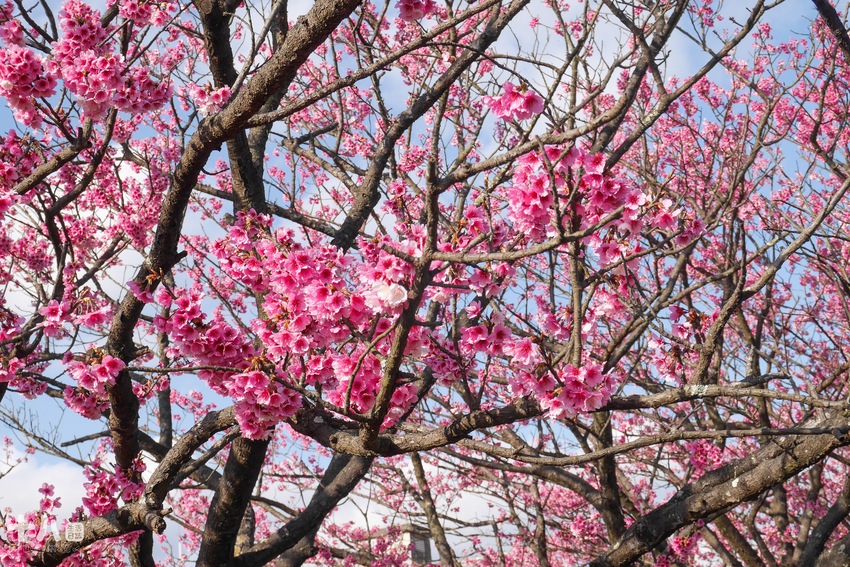 【台北旅遊】陽明山 平菁街42巷 ｜台北情人節一日行程、讓粉色櫻花盛開你們的愛情、同場加映台北最美夜景！