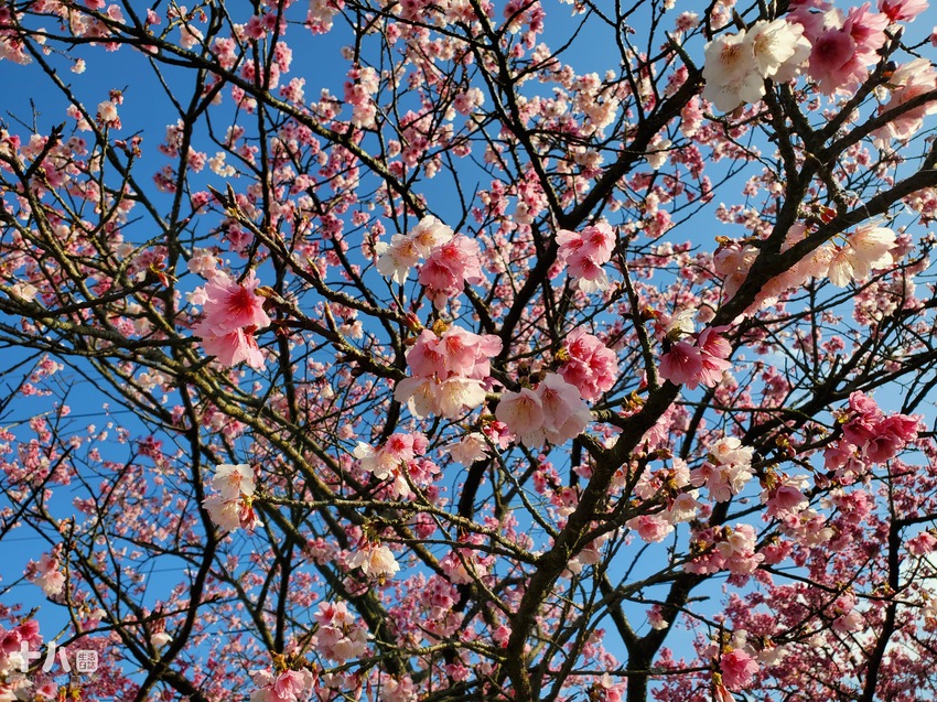 【台北旅遊】陽明山 平菁街42巷 ｜台北情人節一日行程、讓粉色櫻花盛開你們的愛情、同場加映台北最美夜景！
