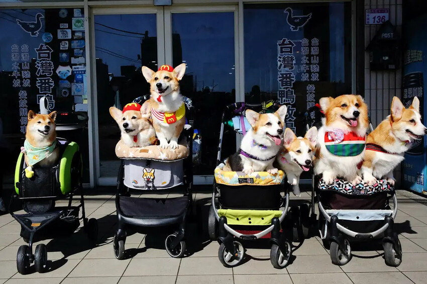 桃園薑母鴨推薦！大鋼盆薑母鴨有夠霸氣！熱炒、特色火鍋料也是必