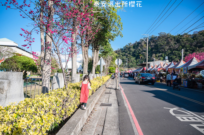 ｜台中景點｜2021年泰安櫻花季，全台最美的泰安派出所，粉紅櫻花盛開中 - Hallo！Im 婷兒