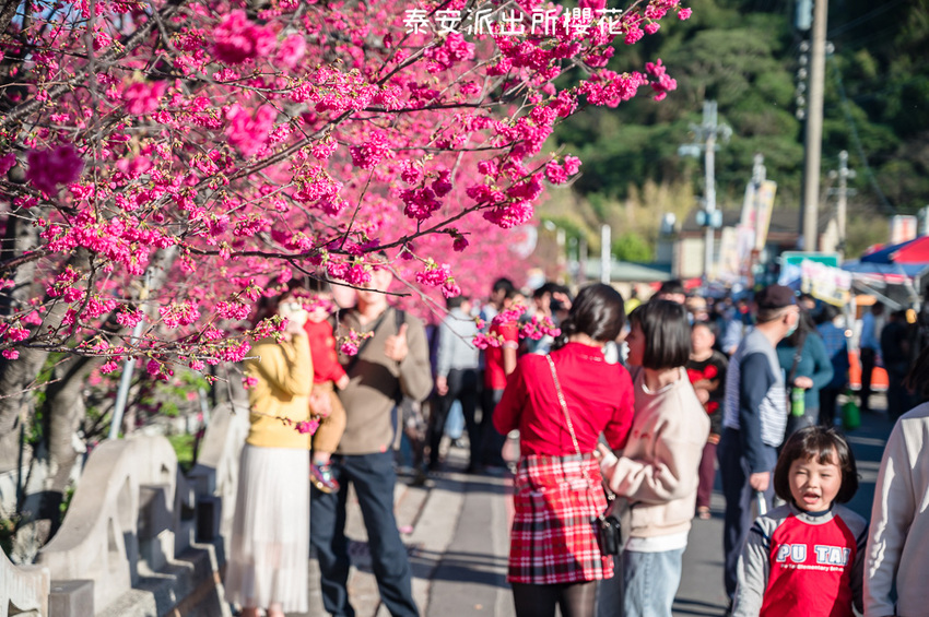 ｜台中景點｜2021年泰安櫻花季，全台最美的泰安派出所，粉紅櫻花盛開中 - Hallo！Im 婷兒