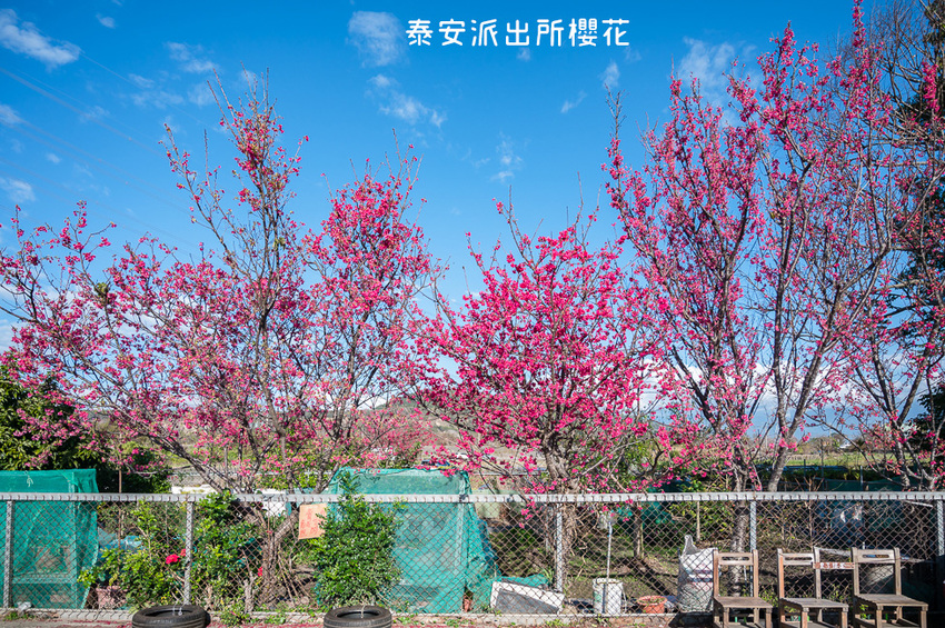 ｜台中景點｜2021年泰安櫻花季，全台最美的泰安派出所，粉紅櫻花盛開中 - Hallo！Im 婷兒
