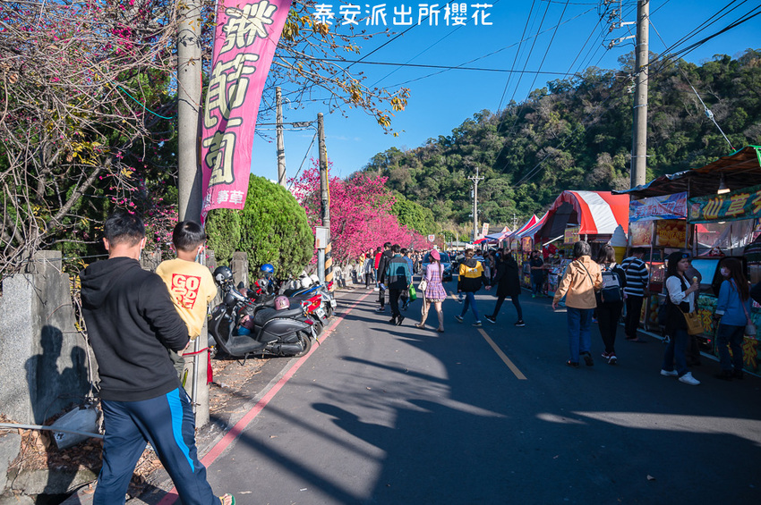 ｜台中景點｜2021年泰安櫻花季，全台最美的泰安派出所，粉紅櫻花盛開中 - Hallo！Im 婷兒