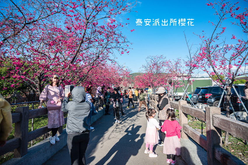 ｜台中景點｜2021年泰安櫻花季，全台最美的泰安派出所，粉紅櫻花盛開中 - Hallo！Im 婷兒