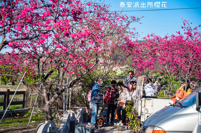 ｜台中景點｜2021年泰安櫻花季，全台最美的泰安派出所，粉紅櫻花盛開中 - Hallo！Im 婷兒