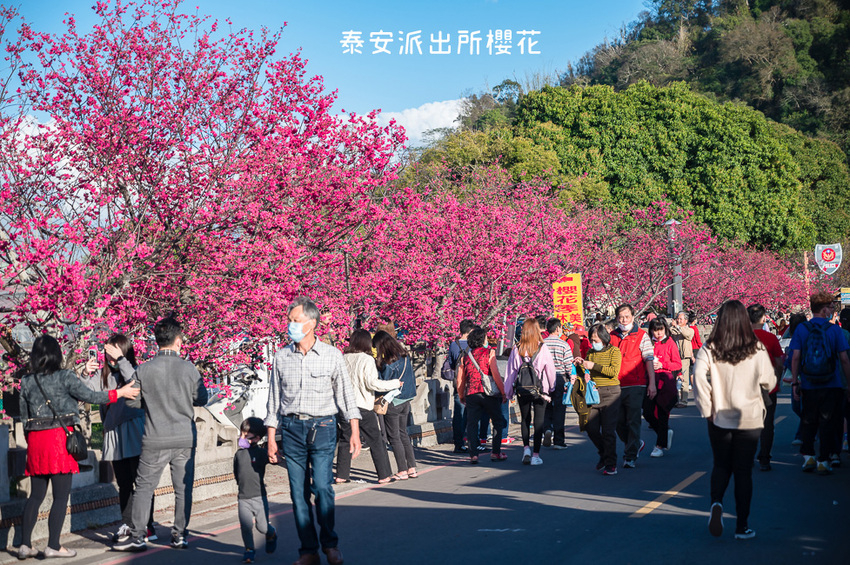 ｜台中景點｜2021年泰安櫻花季，全台最美的泰安派出所，粉紅櫻花盛開中 - Hallo！Im 婷兒