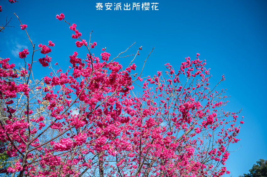 ｜台中景點｜2021年泰安櫻花季，全台最美的泰安派出所，粉紅櫻花盛開中 - Hallo！Im 婷兒