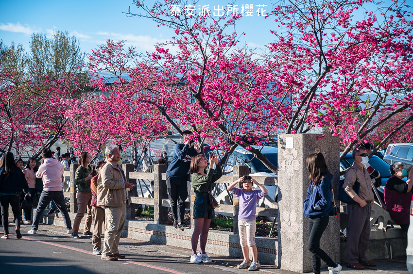 ｜台中景點｜2021年泰安櫻花季，全台最美的泰安派出所，粉紅櫻花盛開中 - Hallo！Im 婷兒
