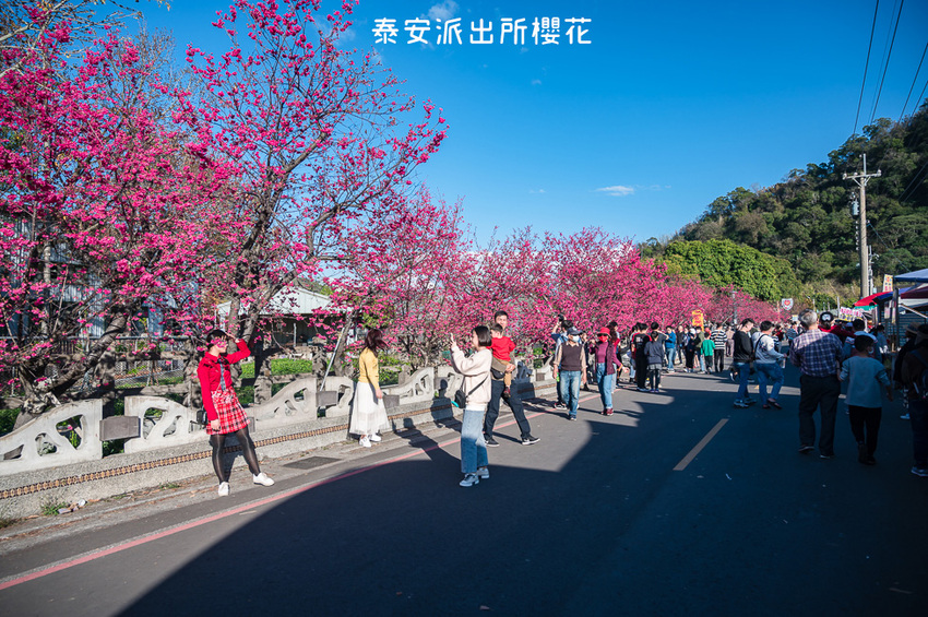 ｜台中景點｜2021年泰安櫻花季，全台最美的泰安派出所，粉紅櫻花盛開中 - Hallo！Im 婷兒