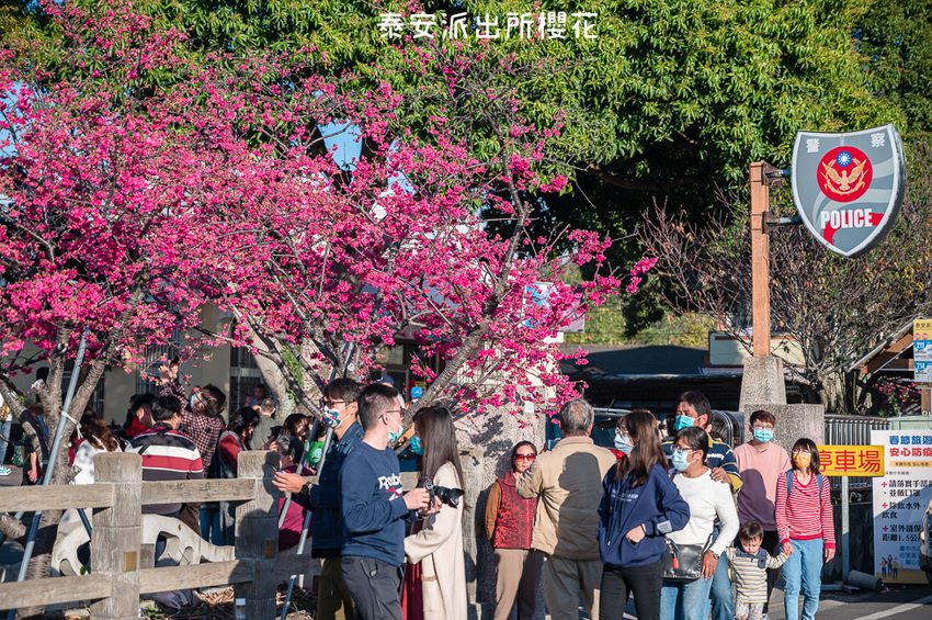 ｜台中景點｜2021年泰安櫻花季，全台最美的泰安派出所，粉紅櫻花盛開中 - Hallo！Im 婷兒