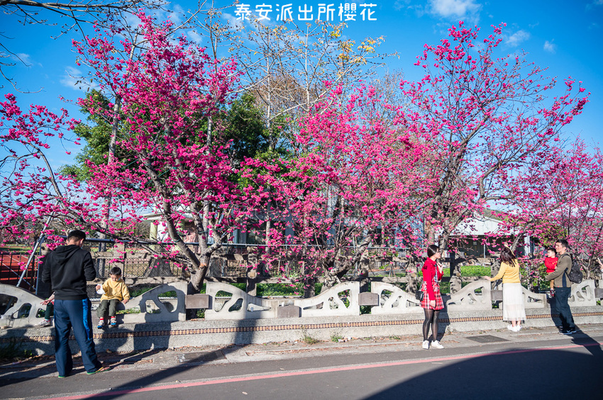 ｜台中景點｜2021年泰安櫻花季，全台最美的泰安派出所，粉紅櫻花盛開中 - Hallo！Im 婷兒