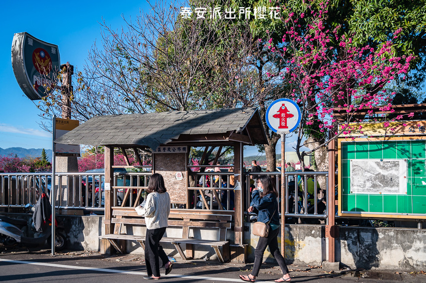 ｜台中景點｜2021年泰安櫻花季，全台最美的泰安派出所，粉紅櫻花盛開中 - Hallo！Im 婷兒