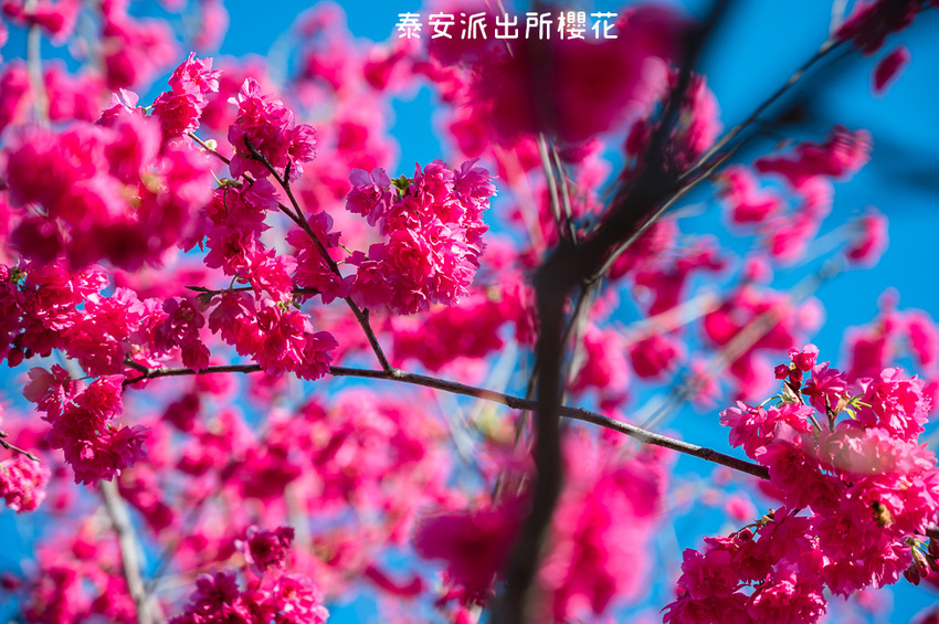 ｜台中景點｜2021年泰安櫻花季，全台最美的泰安派出所，粉紅櫻花盛開中 - Hallo！Im 婷兒