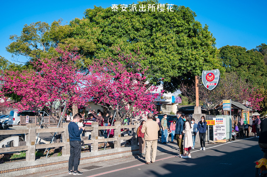 ｜台中景點｜2021年泰安櫻花季，全台最美的泰安派出所，粉紅櫻花盛開中 - Hallo！Im 婷兒