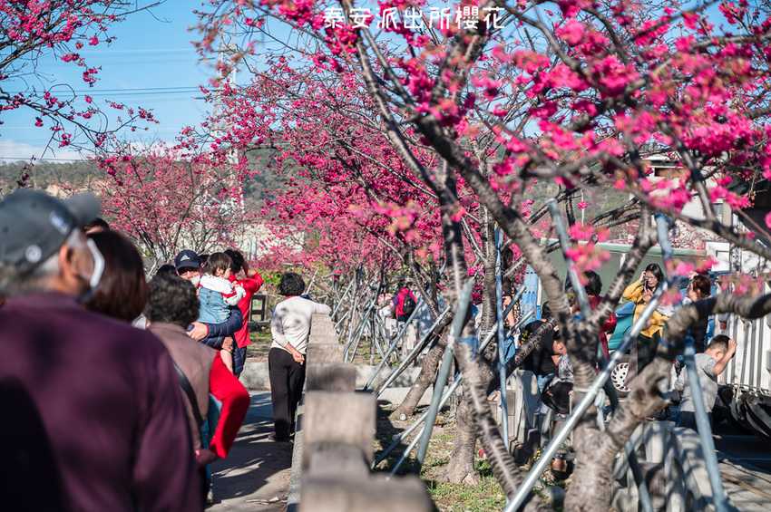 ｜台中景點｜2021年泰安櫻花季，全台最美的泰安派出所，粉紅櫻花盛開中 - Hallo！Im 婷兒