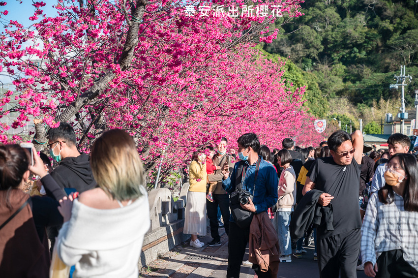 ｜台中景點｜2021年泰安櫻花季，全台最美的泰安派出所，粉紅櫻花盛開中 - Hallo！Im 婷兒
