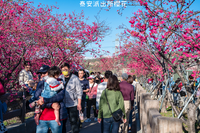 ｜台中景點｜2021年泰安櫻花季，全台最美的泰安派出所，粉紅櫻花盛開中 - Hallo！Im 婷兒