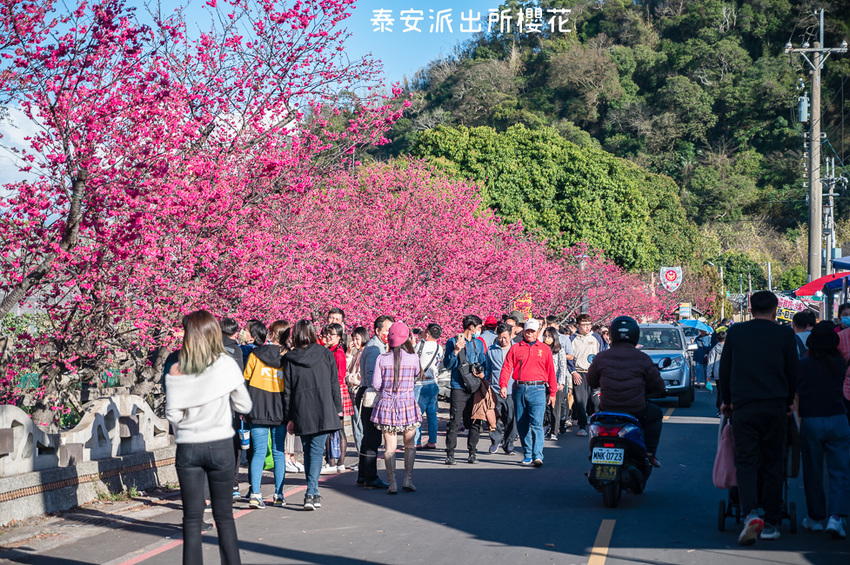 ｜台中景點｜2021年泰安櫻花季，全台最美的泰安派出所，粉紅櫻花盛開中 - Hallo！Im 婷兒