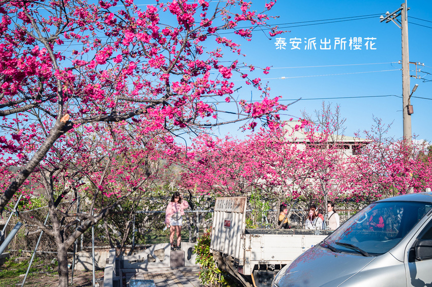 ｜台中景點｜2021年泰安櫻花季，全台最美的泰安派出所，粉紅櫻花盛開中 - Hallo！Im 婷兒
